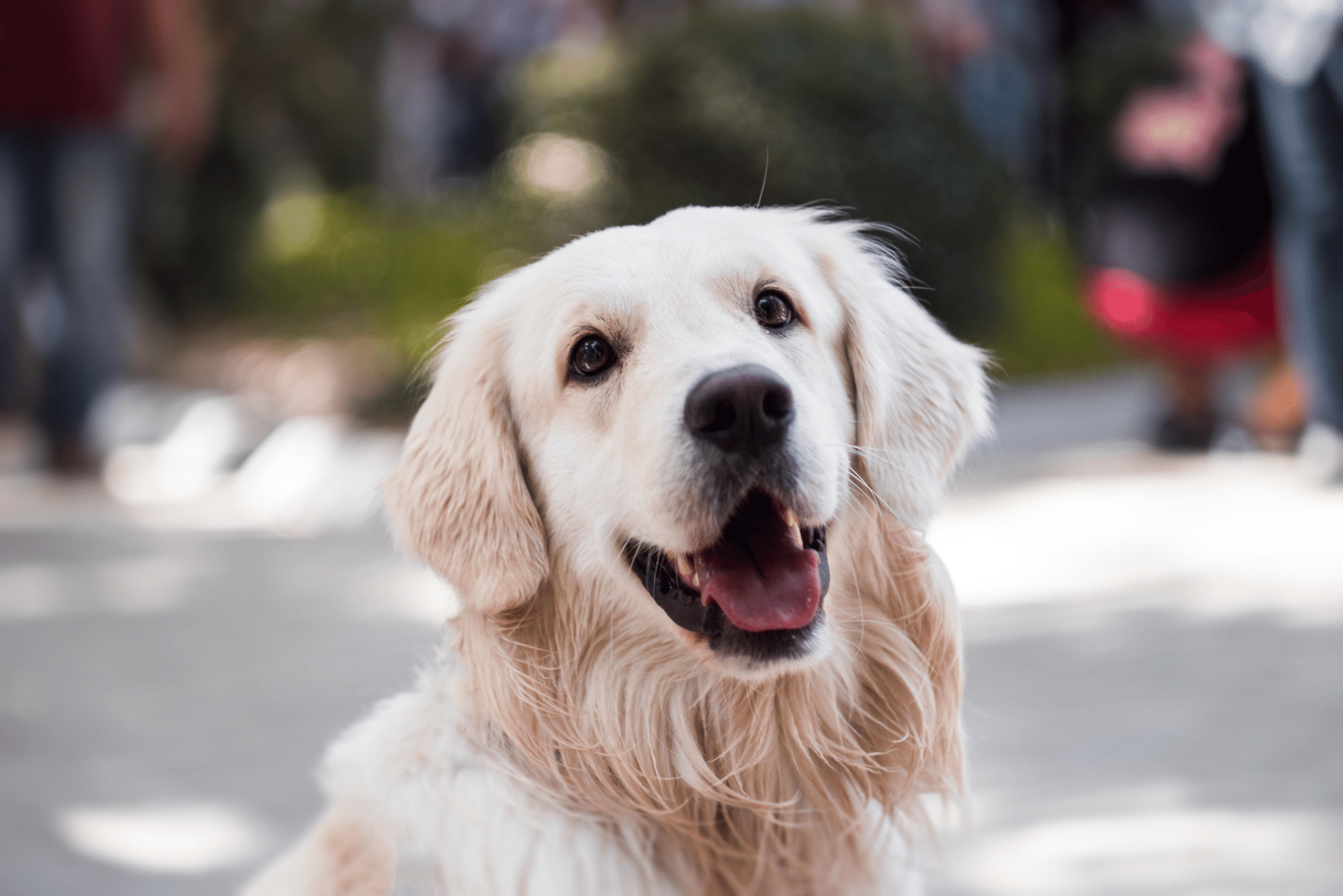 is red light therapy good for dogs