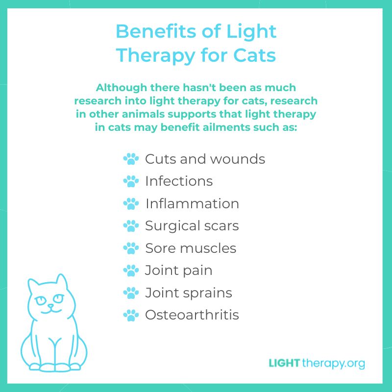 Infographic: Everything You Need to Know About Light Therapy for Pets
