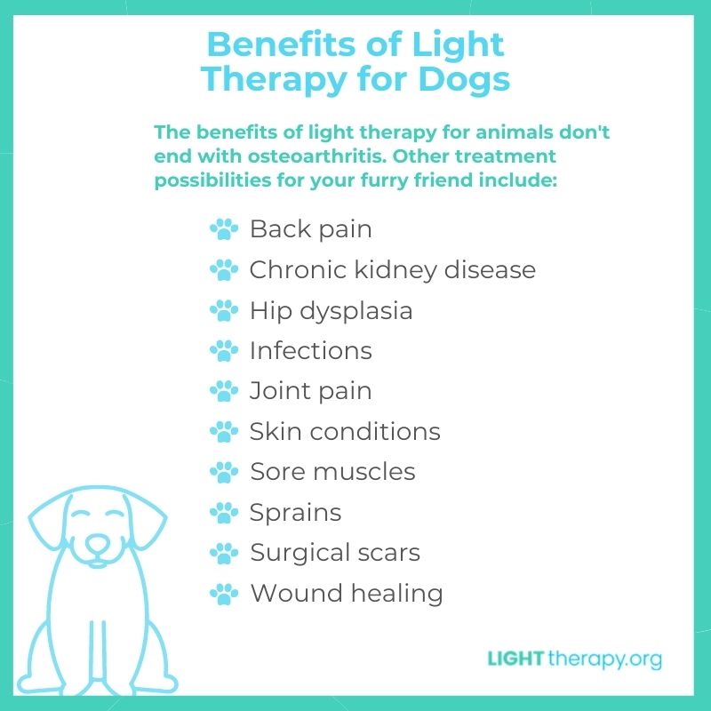 Infographic: How to Use Red Light Therapy on Dogs