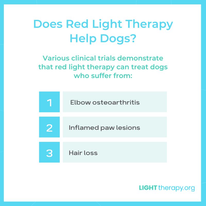 Infographic: Why Red Light Therapy Won’t Hurt Your Dog’s Eyes