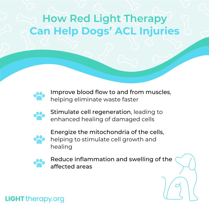Infographic: Can Red Light Therapy Help Heal Your Dog’s ACL?