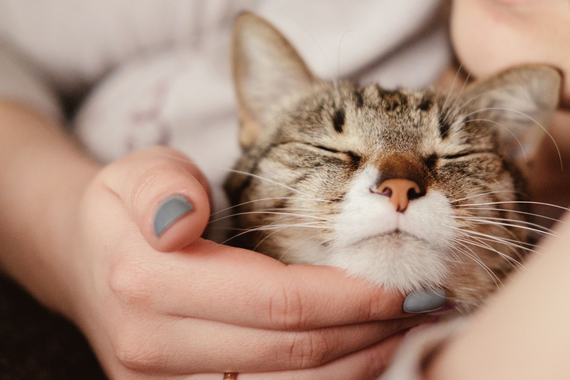 Infrared Light Therapy for Cats Everything You Need to Know