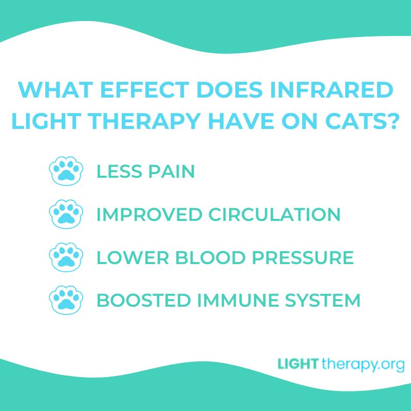 Infographic: Infrared Light Therapy for Cats: Everything You Need to Know