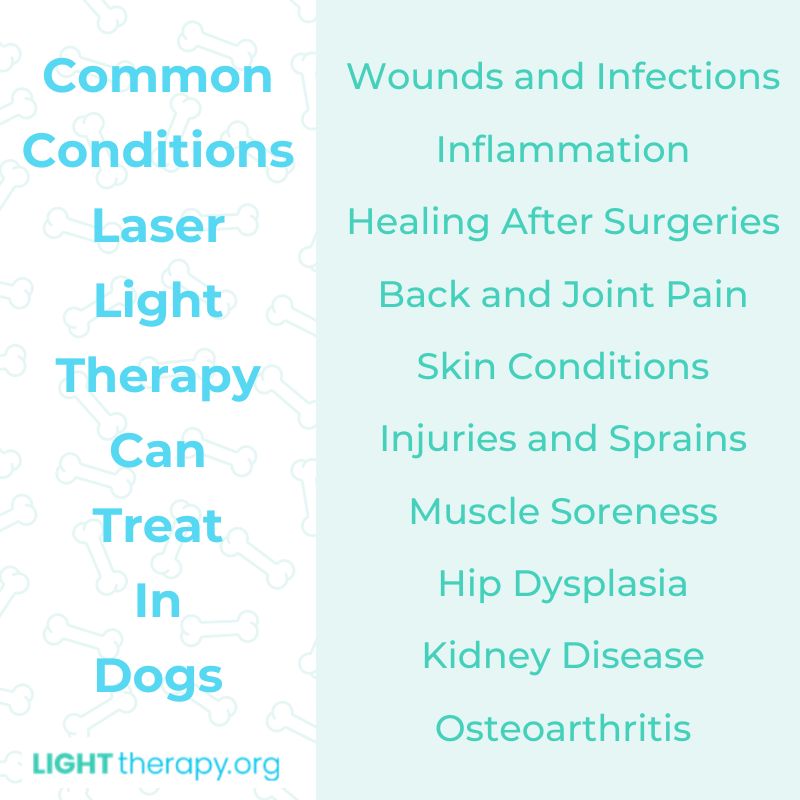 Infographic: Does Laser Light Therapy for Dogs Really Work?
